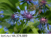 Mountain cornflower (mountain cornflower) flower on a green background, close up shot. Стоковое фото, фотограф Александр Курлович / Фотобанк Лори