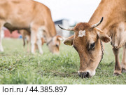 Livestock. Cows graze in a meadow. The concept of animal husbandry and rural life. Chipping of animals. A pet on an eco-farm. Agricultural industry. Стоковое фото, фотограф Photojuli / Фотобанк Лори