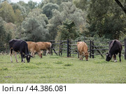 Livestock. Cows graze in a meadow. The concept of animal husbandry and rural life. Chipping of animals. A pet on an eco-farm. Agricultural industry. Стоковое фото, фотограф Photojuli / Фотобанк Лори