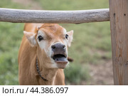 Livestock. Cows graze in a meadow. The concept of animal husbandry and rural life. Chipping of animals. A pet on an eco-farm. Agricultural industry. Стоковое фото, фотограф Photojuli / Фотобанк Лори