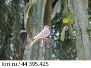 Бриллиантовая горлица или алмазный голубь (Geopelia cuneata) Стоковое фото, фотограф Viktoriya S. / Фотобанк Лори