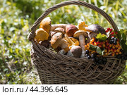 Noble edible mushrooms. Assorted mushrooms in a beautiful wicker basket in a birch forest. Beautiful texture of the natural background. Стоковое фото, фотограф Photojuli / Фотобанк Лори