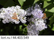 Butterfly Vanessa cardui on lilac flowers. Pollination blooming lilacs. Стоковое фото, фотограф Леонид Еремейчук / Фотобанк Лори