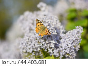 Butterfly Vanessa cardui on lilac flowers. Pollination blooming lilacs. Стоковое фото, фотограф Леонид Еремейчук / Фотобанк Лори