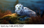 Полярная сова (Snowy owl, Bubo scandiacus, Nyctea scandiaca). Generative AI. Стоковое AI-изображение, AI-художник Щеголева Ольга / Фотобанк Лори