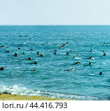 Стадо тюленей в море, на острове Малый Жемчужный. Они испугались приближающегося к ним фотографа, и ушли в море. Теперь они в безопасности, далеко не уплывают, и даже проявляют некоторый интерес1983-1986 г.г. Стоковое фото, фотограф Павел Просянов / Фотобанк Лори