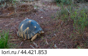 A beautiful turtle Astrochelys radiata, endemic to Madagascar, walks. A patterned shell, paws, head, and eyes are visible. The ground is strewn with fallen coniferous needles. Nosy Soa Park (2023 год). Стоковое фото, фотограф Вера Ивановна Кубарева / Фотобанк Лори