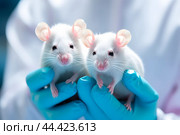 Scientist holding white laboratory mouse (mus musculus) in hands. Стоковое AI-изображение, AI-художник Ирина Старикова / Фотобанк Лори