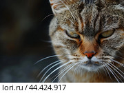 Perturbed Angry cat. Generate Ai. Стоковое AI-изображение, AI-художник Иван Рябоконь / Фотобанк Лори
