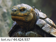 Durable Anthropomorphic armored turtle. Generate ai. Стоковое AI-изображение, AI-художник Иван Рябоконь / Фотобанк Лори