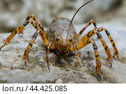Weathered Arthropod antient image. Generate Ai. Стоковое AI-изображение, AI-художник Иван Рябоконь / Фотобанк Лори