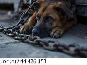Tormented Abused dog locked in chains. Generate ai. Стоковое AI-изображение, AI-художник Иван Рябоконь / Фотобанк Лори