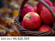 Plentiful Red apple basket. Generate Ai. Стоковое AI-изображение, AI-художник Иван Рябоконь / Фотобанк Лори