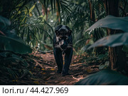 Black panther tropical forest walk. Generate Ai. Стоковое AI-изображение, AI-художник Иван Рябоконь / Фотобанк Лори