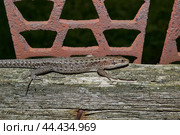 A quick or ordinary lizard basks in the garden on the board of an old fence. Quick lizard, or an ordinary lizard (lat. Lacerta agilis is a species of lizard from the family of true lizards. Стоковое фото, фотограф Андрей Жигальцов / Фотобанк Лори