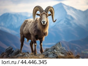 Mountain wild argali on the top of a rock against the backdrop of a mountain landscape. Стоковое AI-изображение, AI-художник Veniamin Kraskov / Фотобанк Лори