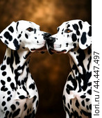 Dalmatian, or Dalmatian dog. The breed's name comes from the historical region of Dalmatia on the Balkan Peninsula. Стоковое AI-изображение, AI-художник Сергей Елизарьев / Фотобанк Лори