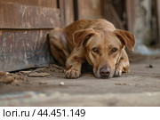 Distressed Abused dog alone abandoned on street. Generate ai. Стоковое AI-изображение, AI-художник Иван Рябоконь / Фотобанк Лори