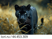 Stealthy Black panther. Generate Ai. Стоковое AI-изображение, AI-художник Иван Рябоконь / Фотобанк Лори