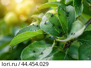 Ants and Aphids. Insect pests. Little black aphid Colony on a green leaf. Lice pest infestation. Aphids on the stem and leaves of a plant. Hemiptera, Caterpillar eating leaf. Garden Parasite Macro. Стоковое AI-изображение, AI-художник Марина Демидюк / Фотобанк Лори