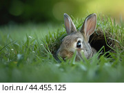 Young rabbit peeking out of burrow. Стоковое AI-изображение, AI-художник Иван Рябоконь / Фотобанк Лори