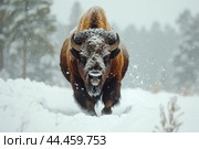 Frigid Bison snow winter forest. Generate Ai. Стоковое AI-изображение, AI-художник Иван Рябоконь / Фотобанк Лори