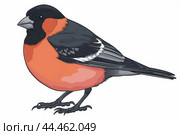 Illustration of a colorful bullfinch bird. Стоковое AI-изображение, AI-художник Иван Рябоконь / Фотобанк Лори