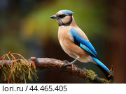 Eurasian jay - garrulus glandarius. Стоковое AI-изображение, AI-художник Veniamin Kraskov / Фотобанк Лори