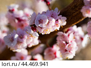 Apricot tree flowers on sky background. Стоковое фото, фотограф Яков Филимонов / Фотобанк Лори