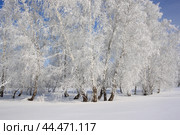 Зимний околок в Омской области. Стоковое фото, фотограф Александр Карпенко / Фотобанк Лори