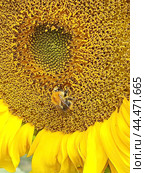 Яркий подсолнух. Подсолнечник (лат. Helianthus, «цветок солнца») происходит от греческих слов helios («солнце») и anthemon («цветок»). Стоковое фото, фотограф Сергей Елизарьев / Фотобанк Лори