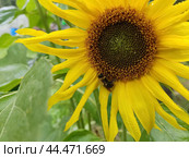Яркий подсолнух. Подсолнечник (лат. Helianthus, «цветок солнца») происходит от греческих слов helios («солнце») и anthemon («цветок»). Стоковое фото, фотограф Сергей Елизарьев / Фотобанк Лори