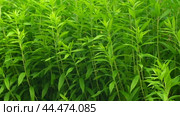 Nature Background. Green Leaves Wall. Backdrop of Big Trees with Foliage. Frame of Green Leaves Texture. Clean Environment. For Ad of Bio, Plant Products. Organic Natural Concept. Trees on the Wind. Стоковое видео, видеограф Марина Демидюк / Фотобанк Лори