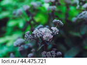 Седума розовый (Очиток) в летнем саду. Природа весной. Стоковое фото, фотограф Андрей Пустякин / Фотобанк Лори