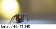 The house spider Tegenaria domestica is a species of spider from the funnel web family (Agelenidae), a close relative of the American house spider Tegenaria agrestis. Стоковое фото, фотограф Evgenii Predibailo / Фотобанк Лори