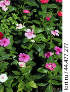 Цветущие бальзамины (лат. Impatiens) в пластиковых контейнерах, предназначенные для продажи в садовом центре. Стоковое фото, фотограф Наталья Сухорукова / Фотобанк Лори