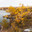 Baikal Lake on October sunny day. Coast of Olkhon Island. Beautiful autumn landscape with yellowed larch trees on background of Small Sea Strait. Natural seasonal background. Travel and outdoor recreation. Стоковое фото, фотограф Виктория Катьянова / Фотобанк Лори