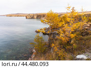 Baikal Lake on October sunny day. Coast of Olkhon Island. Beautiful autumn landscape with yellowed larch trees on background of Small Sea Strait. Natural seasonal background. Travel and outdoor recreation. Стоковое фото, фотограф Виктория Катьянова / Фотобанк Лори