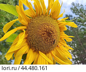 Яркий подсолнух. Подсолнечник (лат. Helianthus, «цветок солнца») происходит от греческих слов helios («солнце») и anthemon («цветок»). Стоковое фото, фотограф Сергей Елизарьев / Фотобанк Лори