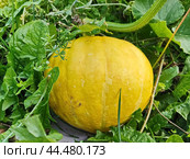 Тыква обыкновенная, или тыква твёрдокорая (лат. Cucurbita pepo) — однолетнее травянистое растение, типовой вид типового рода Тыква (Cucurbita) семейства Тыквенные (Cucurbitaceae), бахчевая культура. Стоковое фото, фотограф Сергей Елизарьев / Фотобанк Лори