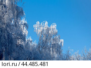 The branches are covered in white hoarfrost on a frosty winter sunny day. Frosty weather concept. Ветки покрыты белым инеем морозным зимним солнечным днем на фоне голубого неба. Концепция морозной погоды. Стоковое фото, фотограф Ольга Петрова-Апостолова / Фотобанк Лори
