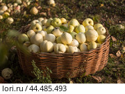 Fall apple harvest in a wicker basket in the garden. Осенний урожай яблок сорта Антоновка в плетеной корзине в саду. Стоковое фото, фотограф Ольга Петрова-Апостолова / Фотобанк Лори