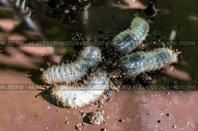 Личинка жука бронзовки золотистой (Cetonia aurata)/ Golden bronze beetle larvae (Cetonia aurata) Стоковое фото, фотограф Iva Noel / Фотобанк Лори