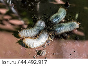 Личинка жука бронзовки золотистой (Cetonia aurata)/ Golden bronze beetle larvae (Cetonia aurata) Стоковое фото, фотограф Iva Noel / Фотобанк Лори