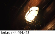 Mosquitoes and Insects Flying in the Light of Lit Lamp. Swarm of Moths Swirling around Lamp Bulb at the Dark. Night Background. 4K Video Footage. Close-up. Luminous Lantern is Surrounded by Mosquitoes. Стоковое видео, видеограф Марина Демидюк / Фотобанк Лори