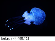 Tropical Jellyfish Phyllorhiza punctata white-spotted jellyfish underwater. Стоковое фото, фотограф Дмитрий Рухленко / Фотобанк Лори