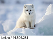 Cute Arctic Fox. Стоковое AI-изображение, AI-художник Veniamin Kraskov / Фотобанк Лори