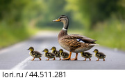A mother duck and her babies crossing a road in the middle of it, AI. Стоковое AI-изображение, AI-художник Сергей Старуш / Фотобанк Лори