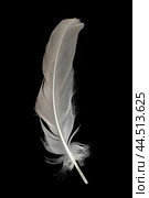 grey-white feather from a pigeon's wing isolated on a black background. Стоковое фото, фотограф ~✿Eлена Челышева(Кочина)✿~ / Фотобанк Лори