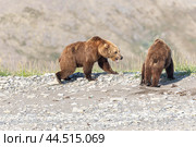 Бурые медведи. Чукотка. Стоковое фото, фотограф Николай Гернет / Фотобанк Лори